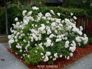 Rose 'Iceberg'